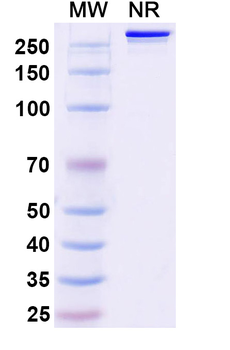 Human EpCAM/TROP1 Reference Antibody (Tucotuzumab, RUO)