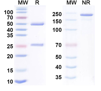 Magrolimab Human Monoclonal Antibody