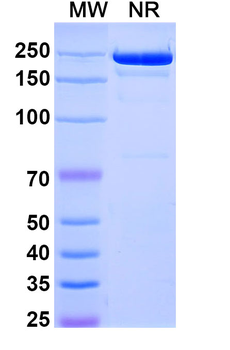 Camidanlumab Human Monoclonal Antibody