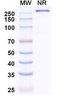 Simaravibart Human Monoclonal Antibody