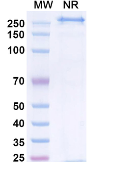 Zigakibart Human Monoclonal Antibody