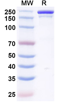 Vilamakitug Human Monoclonal Antibody