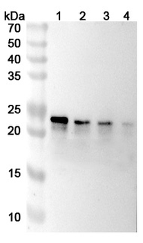 Tulisokibart Human Monoclonal Antibody