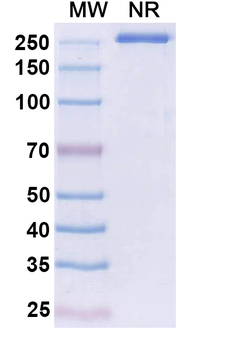 Riltovetbart Canine Monoclonal Antibody