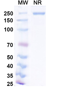 Narlumosbart Human Monoclonal Antibody