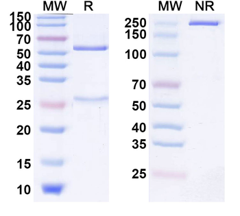 Tobemstomig Human Monoclonal Antibody