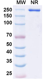 Epacmarstobart Human Monoclonal Antibody