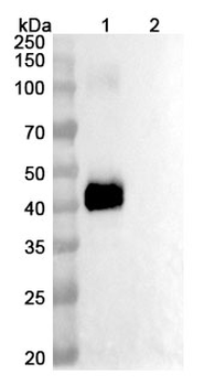 Ciduvectamig Human Monoclonal Antibody