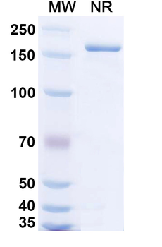 Bempikibart Human Monoclonal Antibody
