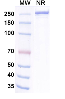 Dargistotug Human Monoclonal Antibody