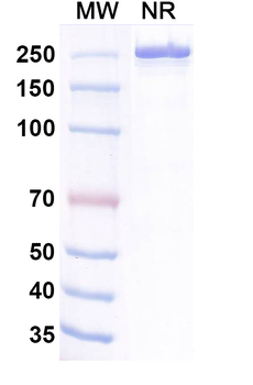 Belrestotug Human Monoclonal Antibody