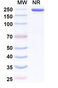 Bremzalerbart Human Monoclonal Antibody