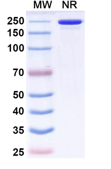 Atisnolerbart Human Monoclonal Antibody