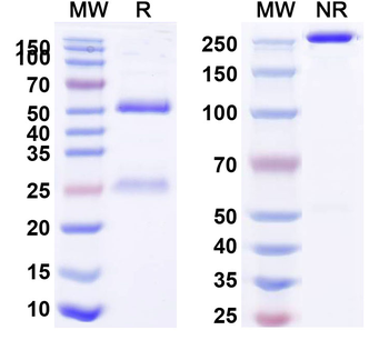 CD227/MUC1 Chimeric Monoclonal Antibody