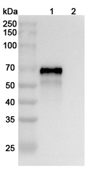 F0 Human Monoclonal Antibody