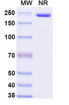 LGALS9 Human Monoclonal Antibody
