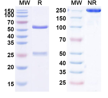 LGALS9 Human Monoclonal Antibody