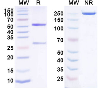 CD307e/FCRL5 Human Monoclonal Antibody