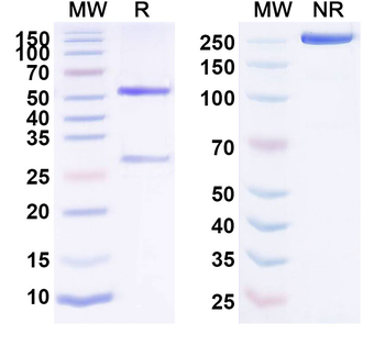 EPHA4 Human Monoclonal Antibody
