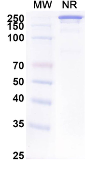 CD326/EPCAM Human Monoclonal Antibody