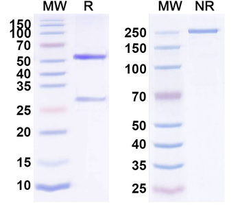 EpCAM/TROP1 Human Antibody