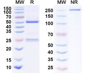 CD262/TNFRSF10B/TRAIL-R2/DR5 Human Monoclonal Antibody