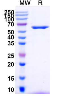 CD262/TNFRSF10B/TRAIL-R2/DR5 Human Monoclonal Antibody