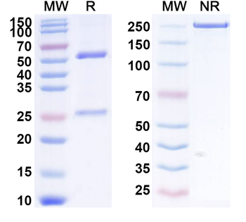 DKK1 Human Monoclonal Antibody