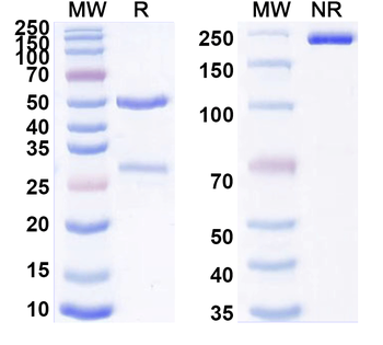 CD184/CXCR4 Human Monoclonal Antibody