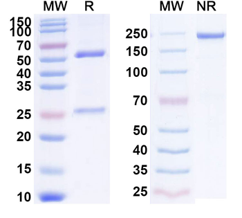 CD184/CXCR4 Human Monoclonal Antibody