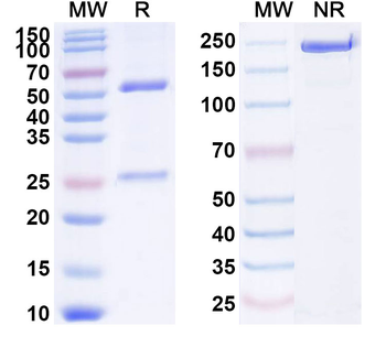 CD184/CXCR4 Human Monoclonal Antibody