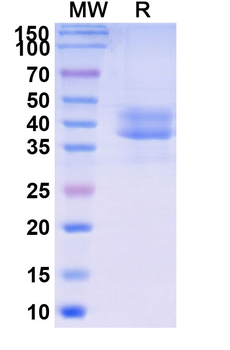 Briobacept Monoclonal Antibody
