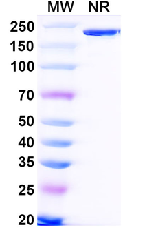 Bifikafusp Alfa Monoclonal Antibody