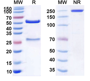 CLDN18.2 Human Monoclonal Antibody