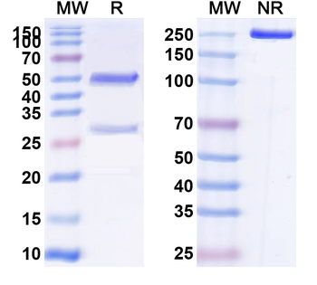 CD66e/CEA/CEACAM5 Human Monoclonal Antibody