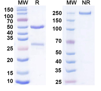 CDH6 Human Monoclonal Antibody