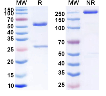 CD52 Human Monoclonal Antibody
