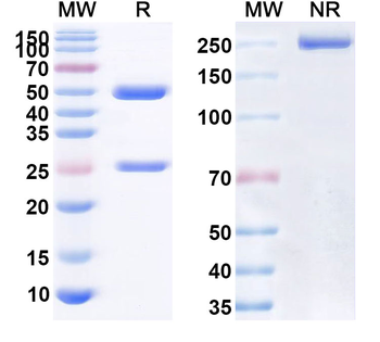 CD154/CD40LG/TNFSF5 Human Monoclonal Antibody