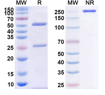 CD39/ENTPD1 Human Monoclonal Antibody