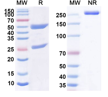 CD33 Human Monoclonal Antibody