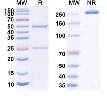 CD30/TNFRSF8 Human Monoclonal Antibody