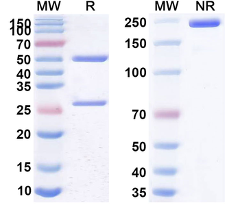 CD25/IL2RA Human Monoclonal Antibody