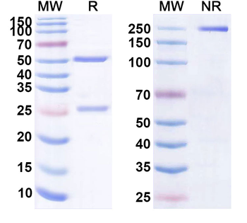 CD19 & CD3E Human Monoclonal Antibody