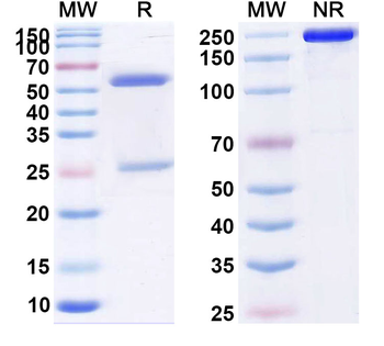 CD197/CCR7 Human Monoclonal Antibody