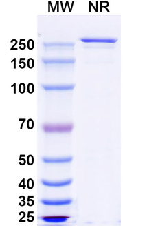 CD197/CCR7 Human Monoclonal Antibody