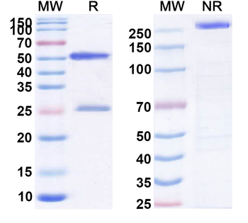 CD195/CCR5 Human Monoclonal Antibody