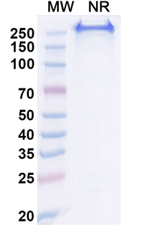 CA9 Human Monoclonal Antibody