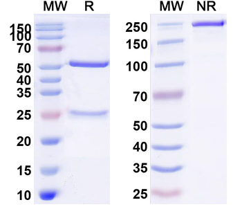 ASGR1 Human Monoclonal Antibody
