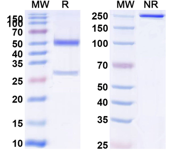 APP/Amyloid beta Human Monoclonal Antibody