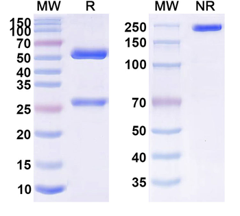 APP/Amyloid beta Human Monoclonal Antibody
